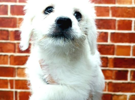 Uygun Terrier