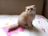 2 Aylik 2 Tane Erkek Scottish Fold Kedi
