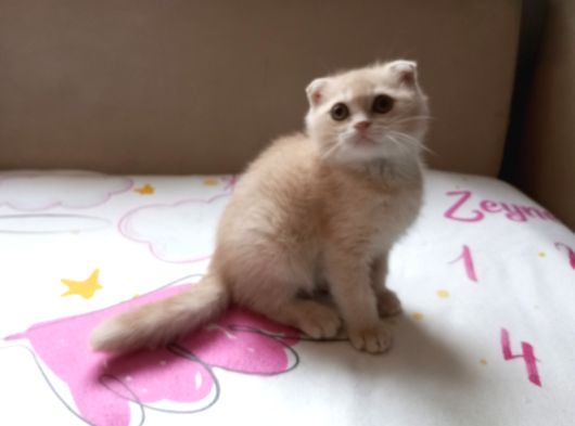 2 Aylik 2 Tane Erkek Scottish Fold Kedi görsel