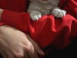 Evde Büyüyen Orji̇nal Safkan Maine Coon Yavrusu