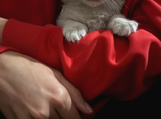 Evde Büyüyen Orji̇nal Safkan Maine Coon Yavrusu görsel