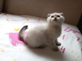 2 Aylik 2 Tane Erkek Scottish Fold Kedi