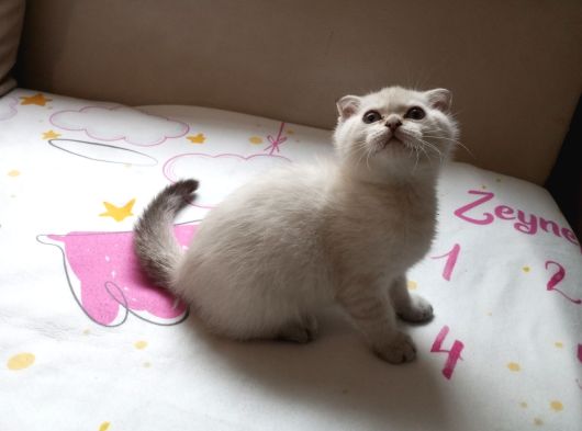2 Aylik 2 Tane Erkek Scottish Fold Kedi görsel