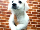Uygun Terrier