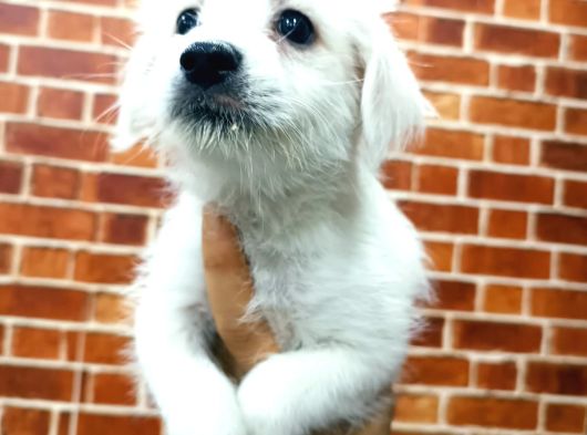 Uygun Terrier görsel