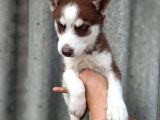 Husky Bebekler