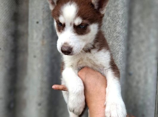 Husky Bebekler görsel
