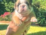 Nadi̇r  Kali̇tede  İngi̇li̇z  Buldog Yavrular