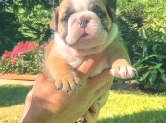 Nadi̇r  Kali̇tede  İngi̇li̇z  Buldog Yavrular görsel