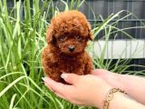 KORE KAN RED BROWN ORJİNAL TOY POODLE
