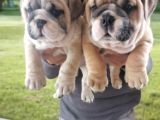 Nadi̇r  Kali̇tede  İngi̇li̇z  Buldog Yavrular