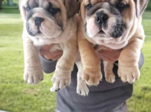 Nadi̇r  Kali̇tede  İngi̇li̇z  Buldog Yavrular görsel