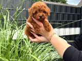 Kore Kan Red Brown Orji̇nal Toy Poodle