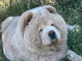 4 Yaşında Chow Chow Erkek Çin Aslanı