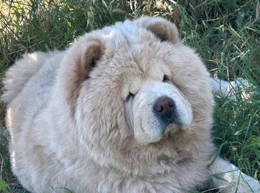 4 Yaşında Chow Chow Erkek Çin Aslanı görsel