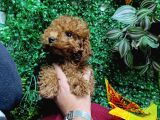Ankara Toy Poodle Yavrulari Kore Kan Teacup