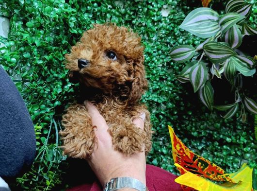 Ankara Toy Poodle Yavrulari Kore Kan Teacup görsel