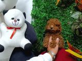 Ankara Toy Poodle Yavrulari Kore Kan Teacup