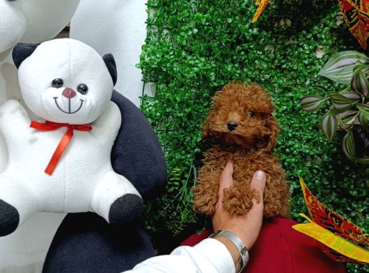 Ankara Toy Poodle Yavrulari Kore Kan Teacup görsel