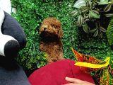 Ankara Toy Poodle Yavrulari Kore Kan Teacup