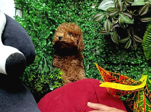 Ankara Toy Poodle Yavrulari Kore Kan Teacup görsel