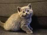 Sağlıklı British shorthair yavrumuz