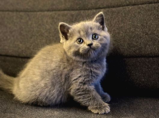 Sağlıklı British Shorthair Yavrumuz