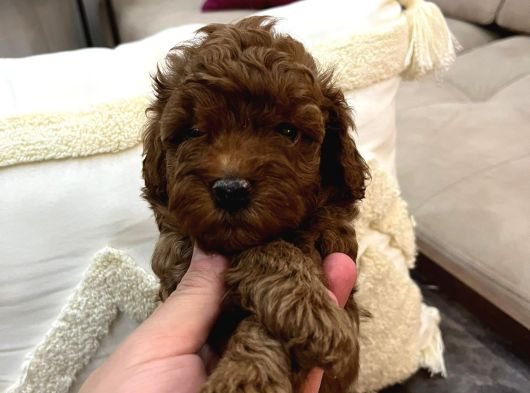 Evi̇mde Baktiğim Toy Poodle Yavrularim