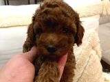 Evi̇mde Baktiğim Toy Poodle Yavrularim
