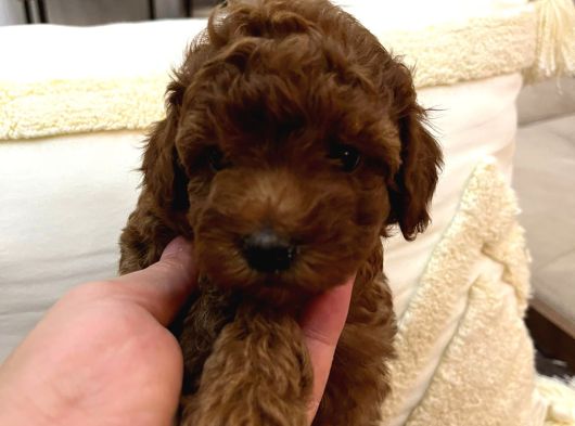 Evi̇mde Baktiğim Toy Poodle Yavrularim görsel