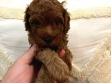Evi̇mde Baktiğim Toy Poodle Yavrularim