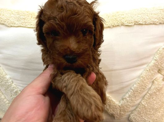 Evi̇mde Baktiğim Toy Poodle Yavrularim görsel