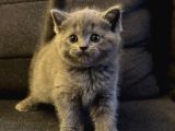 Sağlıklı British Shorthair Yavrumuz