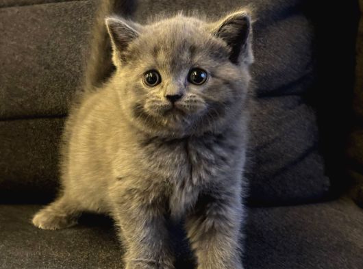 Sağlıklı British Shorthair Yavrumuz görsel