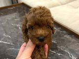 Evi̇mde Baktiğim Toy Poodle Yavrularim