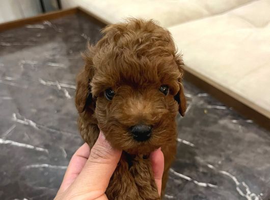 Evi̇mde Baktiğim Toy Poodle Yavrularim görsel