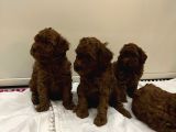 Evi̇mde Baktiğim Toy Poodle Yavrularim