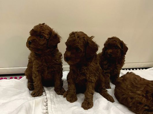 Evi̇mde Baktiğim Toy Poodle Yavrularim görsel