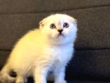 Scottish fold bluepoint