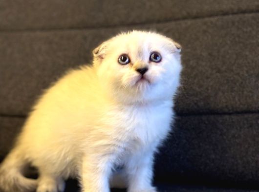 Scottish Fold Bluepoint