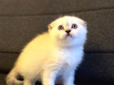 Scottish Fold Bluepoint