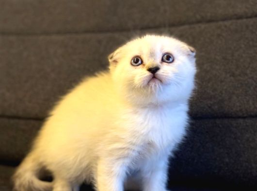 Scottish Fold Bluepoint görsel