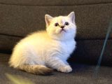 Sağlıklı British Shorthair Yavrumuz