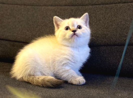 Sağlıklı British Shorthair Yavrumuz görsel