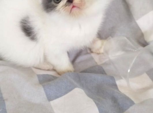 Snoppy Egzotik Bebekler görsel