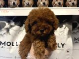 Safkan Red Toy Poodle Yavrularimiz
