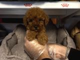 Safkan Red Toy Poodle Yavrularimiz