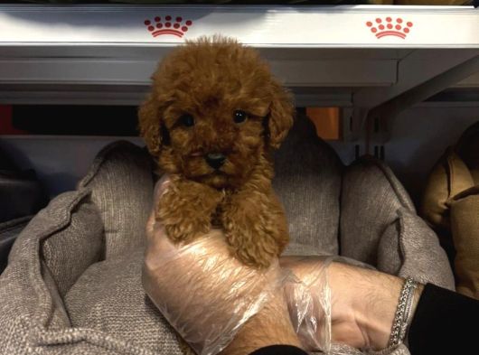 Safkan Red Toy Poodle Yavrularimiz görsel