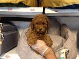 Safkan Red Toy Poodle Yavrularimiz