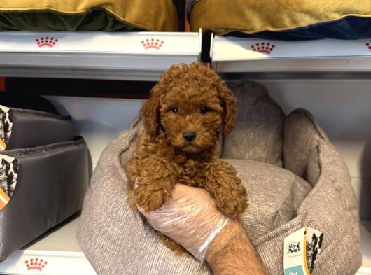 Safkan Red Toy Poodle Yavrularimiz görsel